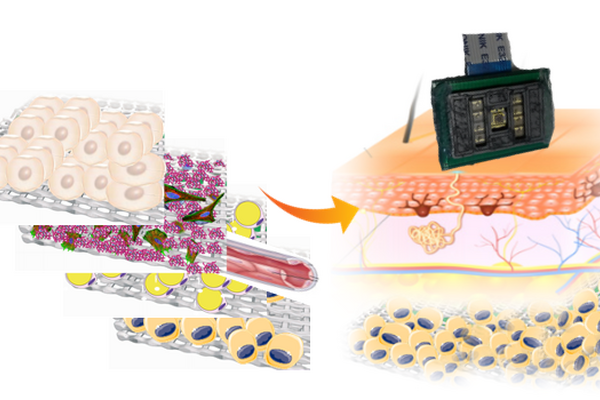 Validacija in vitro modela kože